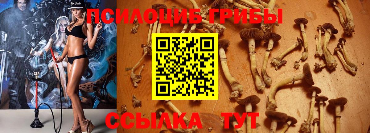 Галлюциногенные грибы Psilocybe Когалым
